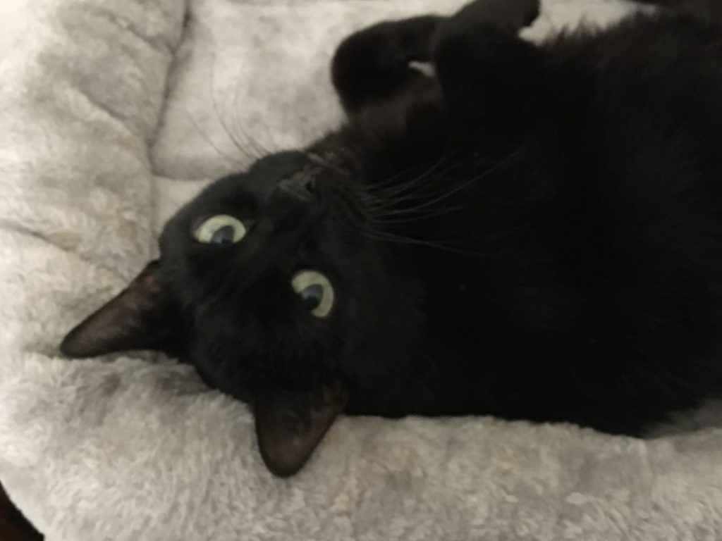 A black cat with clear pale green eyes, lying on her back on a light grey cat tree, with her head down at the bottom left of the picture, looking at the camera. Her front paws are tucked up against her chest. 